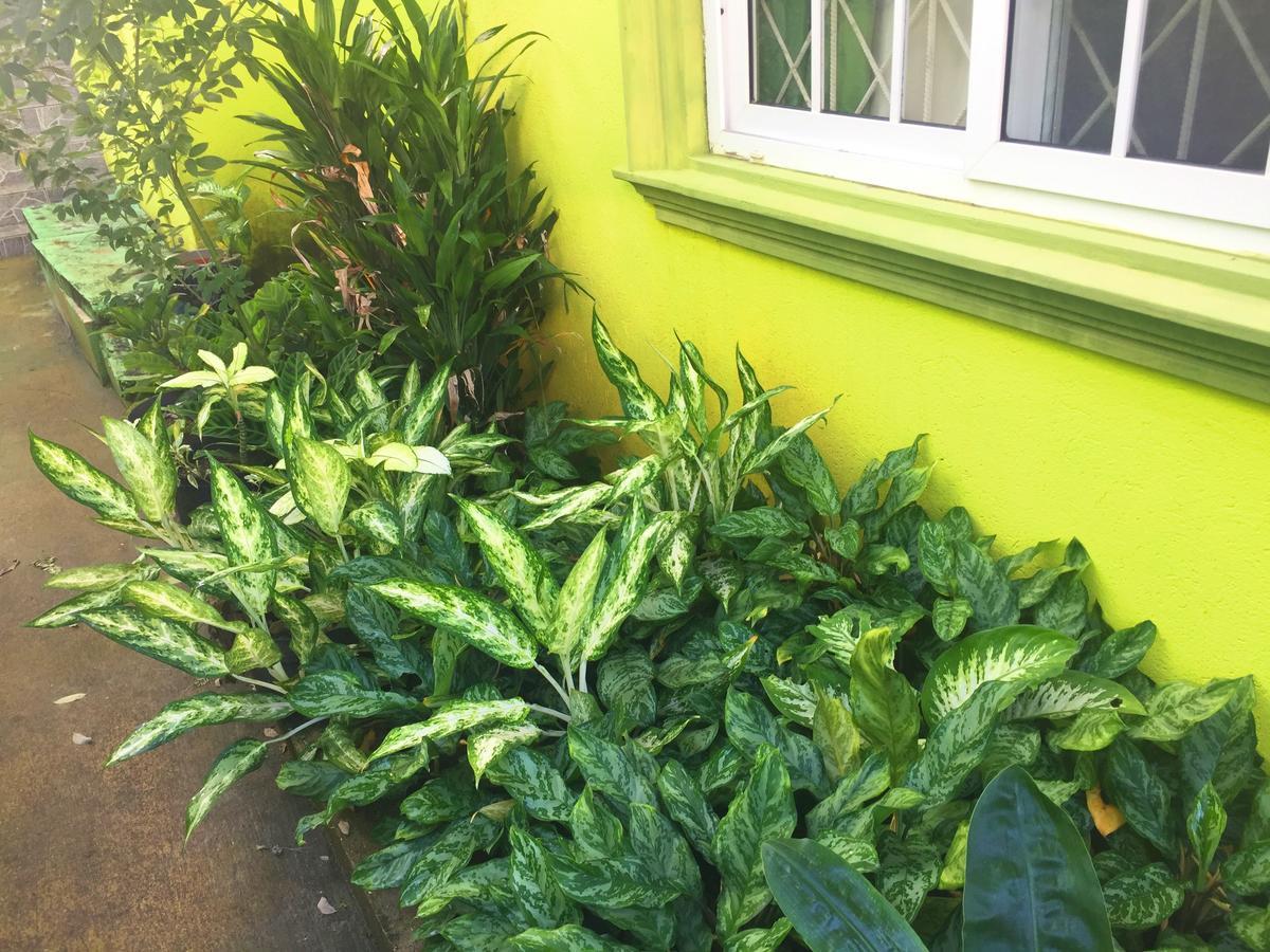 Yaad Hostel มอนเทโกเบย์ ภายนอก รูปภาพ
